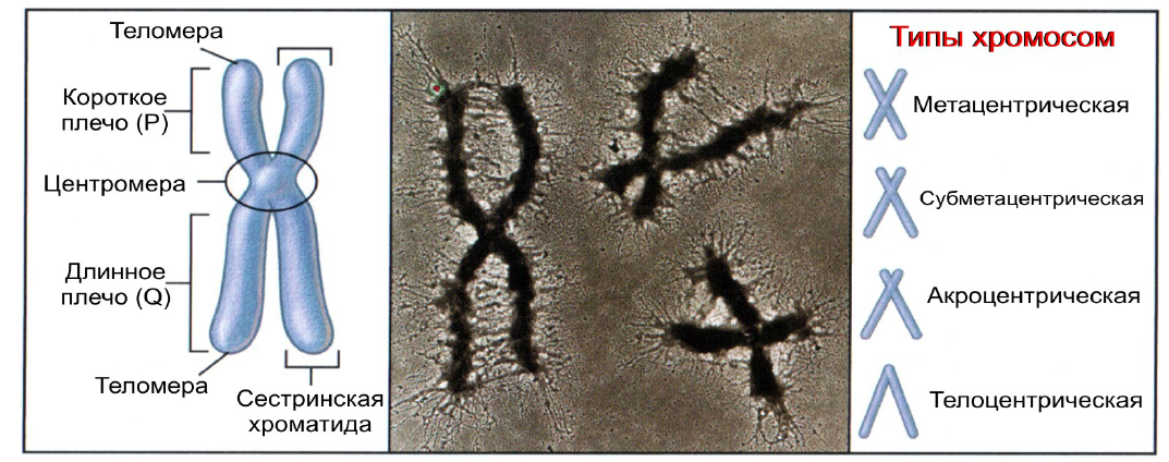 Какую форму имеет хромосома. Строение метафазной хромосомы. Субметацентрические хромосомы. Метацентрический Тип хромосом. Метацентрические хромосомы.