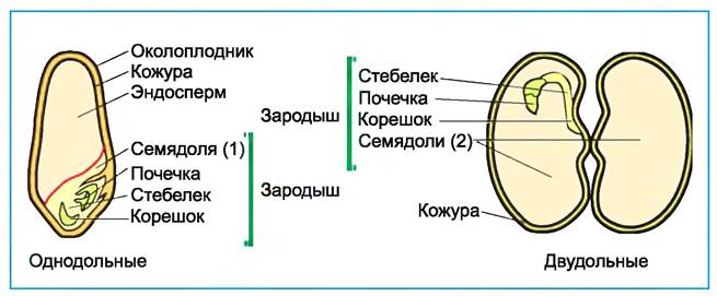 Что формируется при прорастании из зародышевой почечки