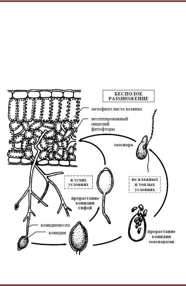 Жизненный цикл фитофторы схема. Жизненный цикл фитофторы картофеля схема. Фитофтора картофеля гриб строение. Мицелий и размножение фитофторы.