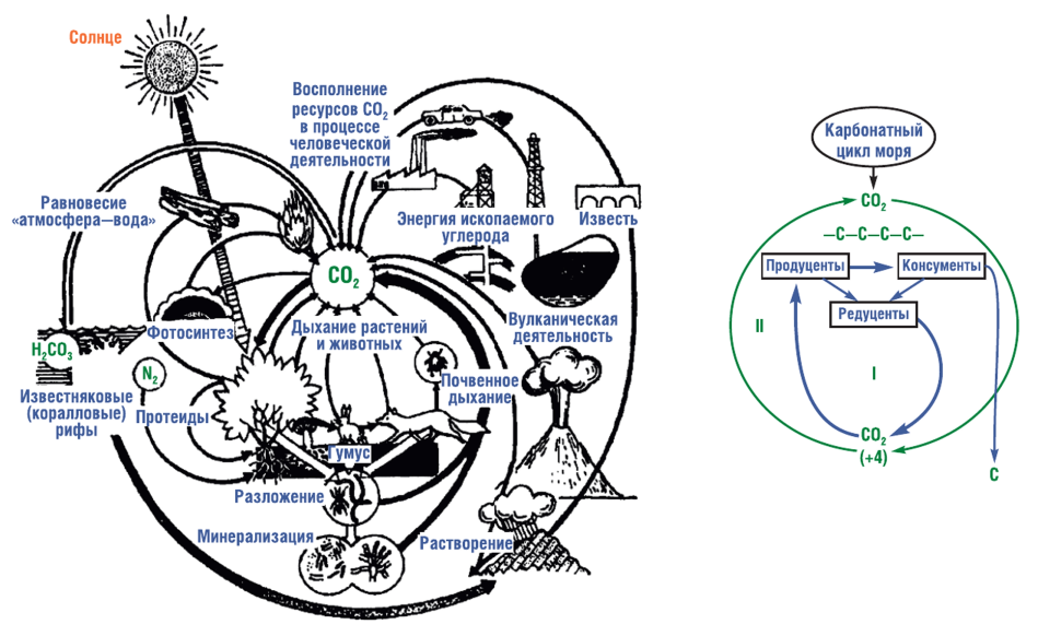 Биологический круговорот углерода схема. Биологический цикл углерода схема.