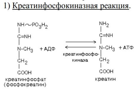 Креатинфосфат атф. Реакция субстратного фосфорилирования с участием креатинфосфата. Субстратное фосфорилирование биохимия реакция. Креатинфосфат биохимия. Креатин фосфат реакция образования.