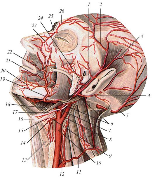 Сонные артерии на лице. Наружная Сонная и подключичная артерии. Наружная Сонная артерия анатомия. Наружная Сонная артерия анатомия ветви. Наружная Сонная артерия анатомия топография.