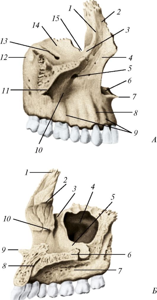 Клыковую ямку. Верхняя челюстная кость анатомия. Небный отросток верхнечелюстной кости. Клыковая ямка верхней челюсти. Лобный отросток верхнечелюстной кости.