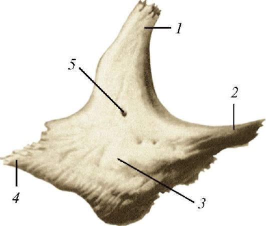 Анатомия скуловой кости. Скуловая кость (os zygomaticum). Скуловая кость, анатомические структуры.. Скуловая кость черепа анатомия. Скуловая кость без подписей.
