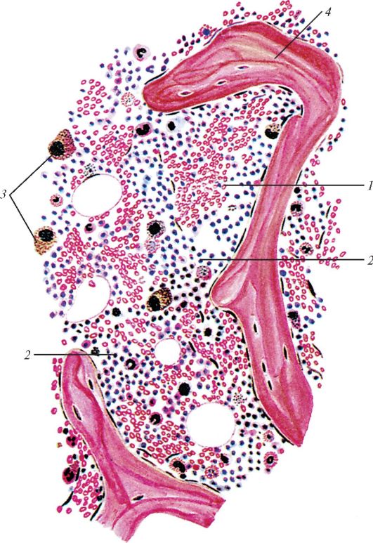 1. El aparato circulatorio AEAL Basic anatomy and physiology, Medical school ess