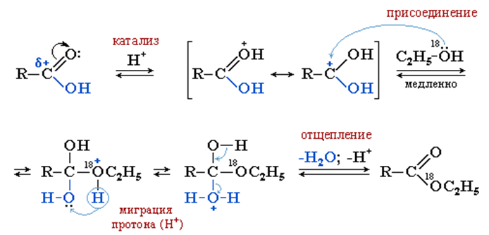 Взаимодействие уксусной кислоты со спиртами. Реакция этерификации механизм реакции. Механизм реакции этерификации карбоновых кислот. Механизм реакции этерификации карбоновых кислот со спиртами. Механизм реакции этерификации спиртов.