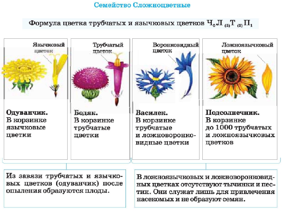 Функция цветка образования. Описание растений семейства Сложноцветные. 4 Типа цветков сложноцветных. Типы цветков трубчатые язычковые. Семейство Сложноцветные Астровые строение цветка.