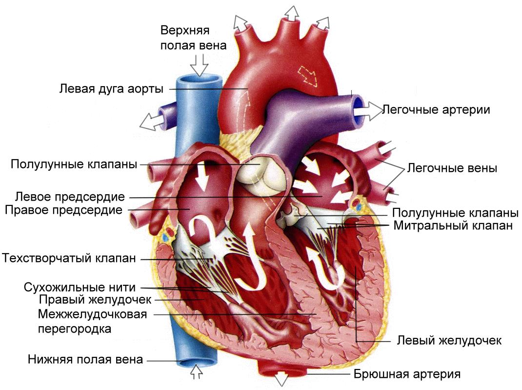 Слои предсердия. Сердце человека ЕГЭ биология. Где находится левое предсердие. Строение сердца автоматия сердца. Сердце сбивается с ритма из за сосудов.