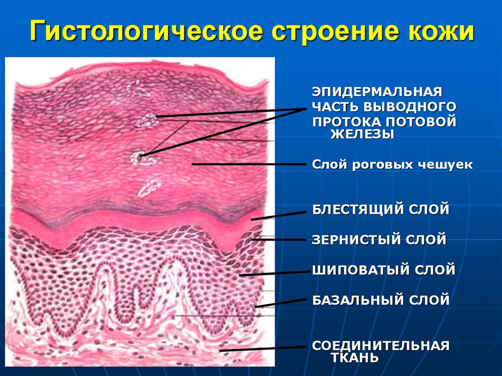 Слои эпидермиса кожи гистология. Строение кожи пальца гистология. Эпидермис тонкой кожи гистология. Послойное строение кожи гистология.