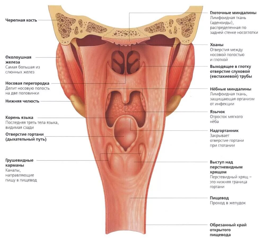 Гортанная часть глотки анатомия. Строение глотки анатомия на латыни. Строение полости глотки гортани. Глотка строение стенки мышцы глотки. Карманы глотки