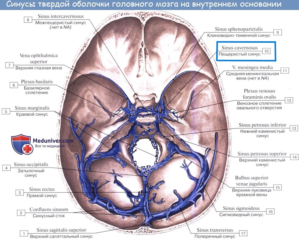 Внутренняя оболочка вен латынь. Топография синусов твердой мозговой оболочки. Анатомия венозных синусов твердой мозговой оболочки головного мозга. Синус твердой мозговой оболочки, впадающий в синусный Сток. Синусы твердой мозговой оболочки латынь.