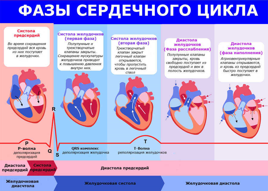 Пассивное наполнение сердца кровью фаза сердечного. Фазы сердечного цикла. Фазы сердечного цикла ЕГЭ. Фазы сердечной деятельности. Фаза сердечного цикла фаза.