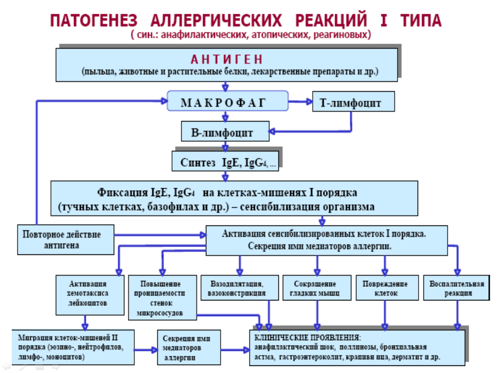 Патофизиология 4. Механизм развития аллергической реакции 1 типа. Патогенез аллергических реакций 1 типа. Схема патогенеза аллергической реакции 1 типа. Патогенез аллергических реакций 1 типа патофизиология.