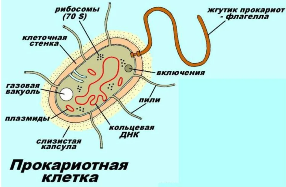 Слои бактериальной клетки