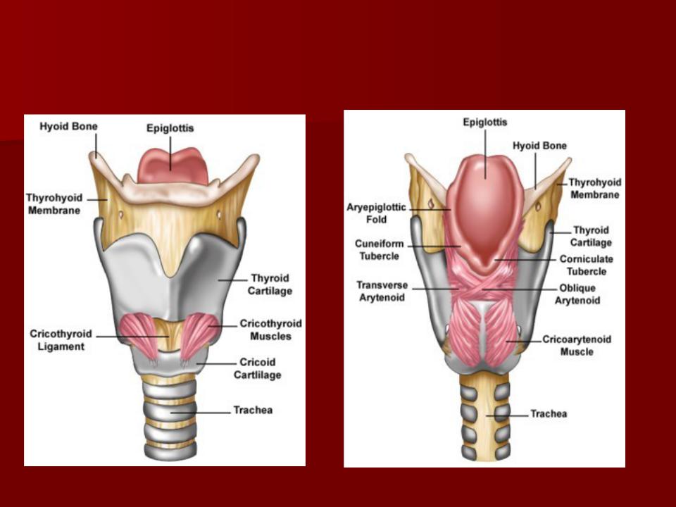Структура горла человека фото с описанием