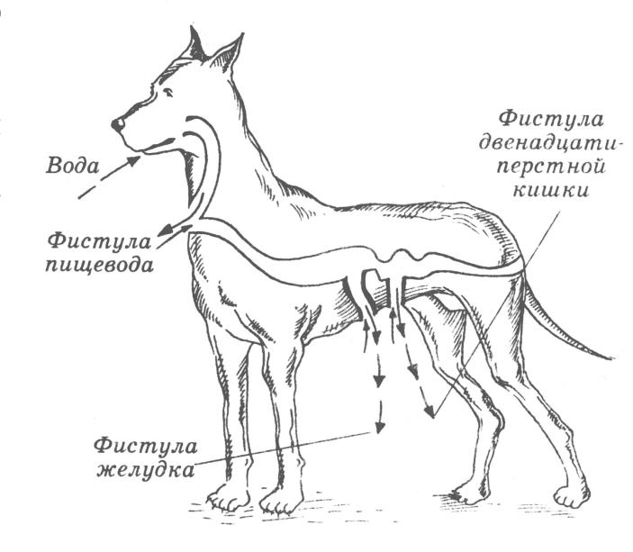 Фистула басова схема