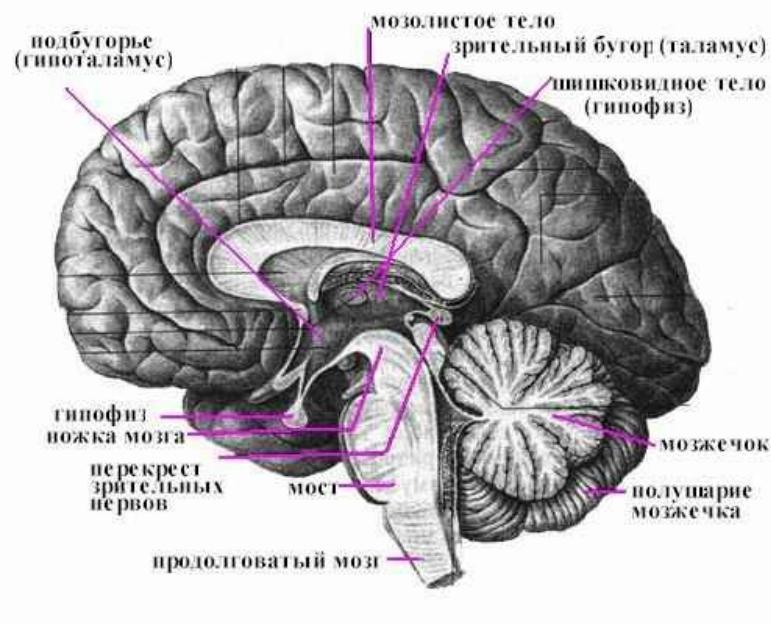 Головной мозг из трех отделов реберное дыхание. Строение головного мозга Сагиттальный разрез. Мозолистое тело Сагиттальный разрез. Сагиттальный разрез мозга таламус. Таламус в разрезе головного мозга.