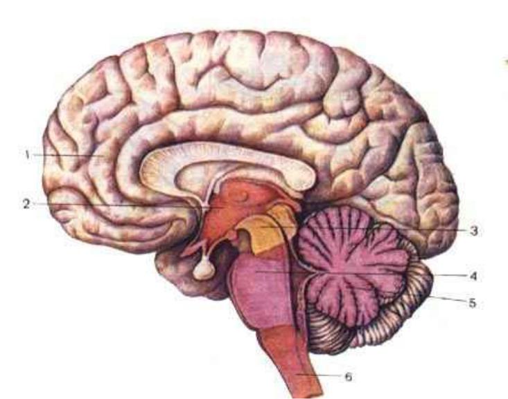 А б мозговой. Голдберг управляющий мозг. Отделы головного мозга. Головной мозг без подписей. Конечный головной мозг.