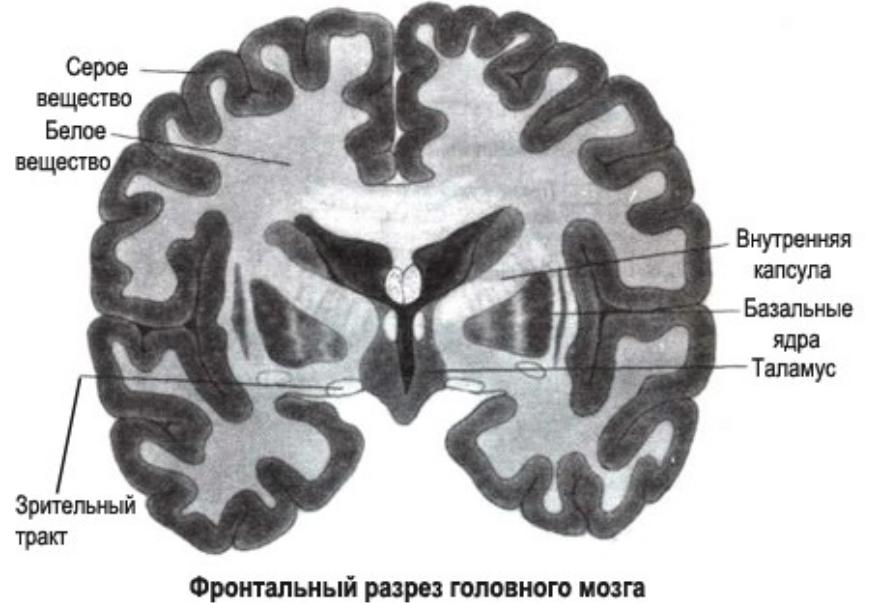 Функции серого вещества головного мозга. Серое вещество головного мозга анатомия. Серое и белое вещество головного мозга анатомия. Головной мозг строение серое и белое вещество. Структура белого вещества мозга.