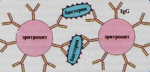 Картинки РЕАКЦИИ БАКТЕРИЙ